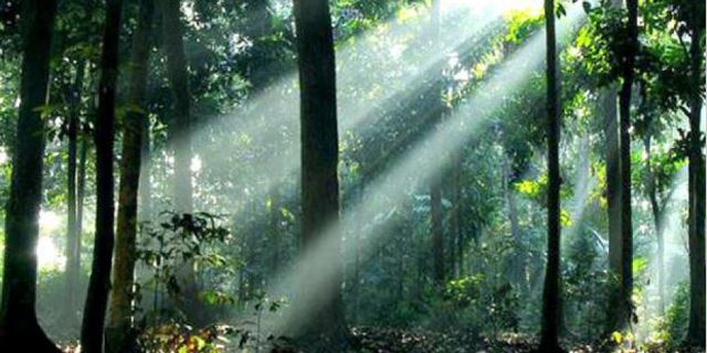 Hutan Depok di Universitas Indonesia